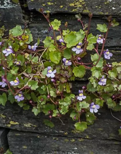 Cymbalaria muralis