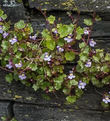 Cymbalaria muralis