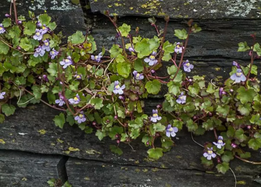 Cymbalaria muralis