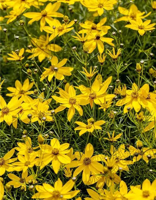 Coreopsis verticillata 'Zagreb'