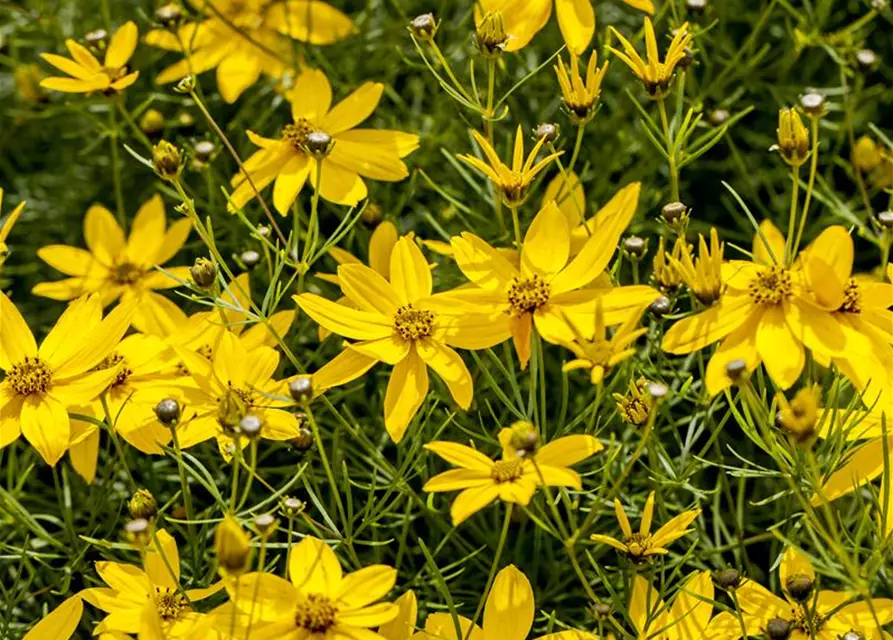 Coreopsis verticillata 'Zagreb'