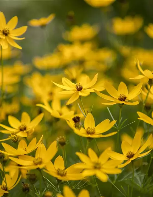 Coreopsis verticillata 'Zagreb'