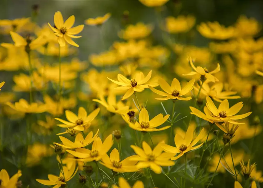 Coreopsis verticillata 'Zagreb'