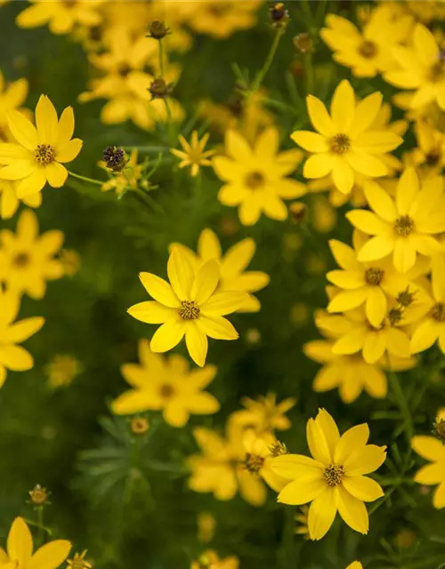 Coreopsis verticillata 'Zagreb'