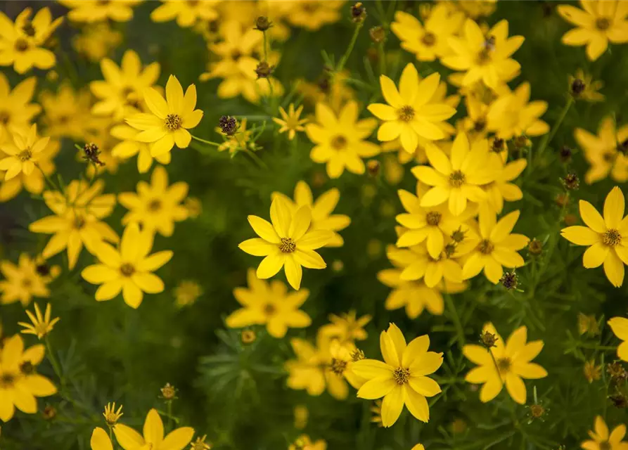 Coreopsis verticillata 'Zagreb'