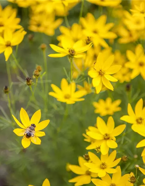 Coreopsis verticillata 'Zagreb'