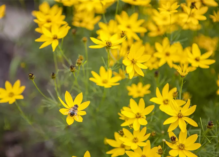 Coreopsis verticillata 'Zagreb'