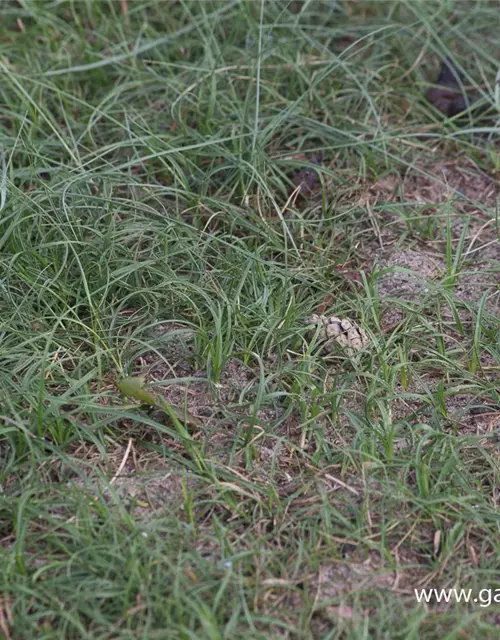 Carex arenaria