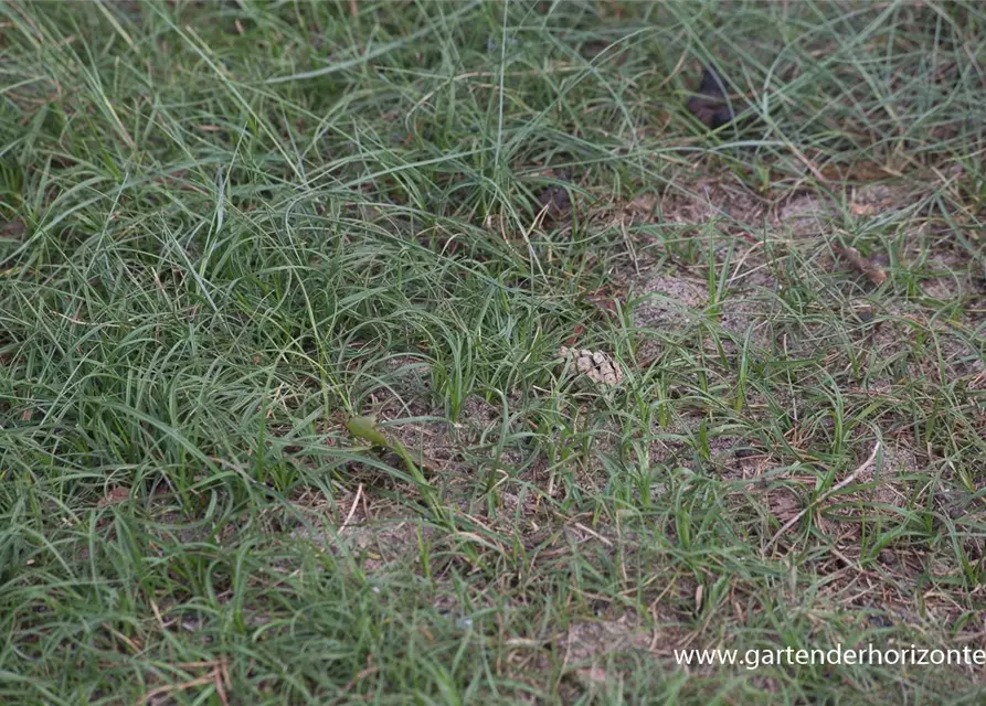 Carex arenaria