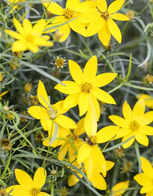 Coreopsis verticillata 'Zagreb'