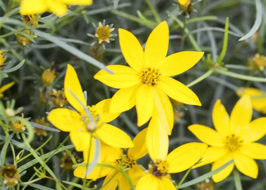 Coreopsis verticillata 'Zagreb'