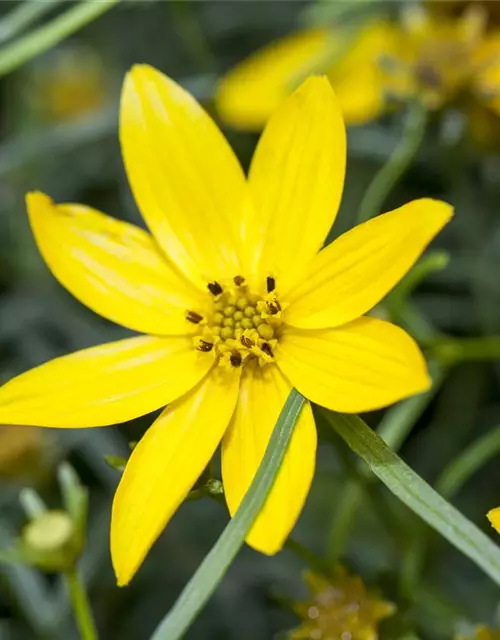 Coreopsis verticillata 'Zagreb'