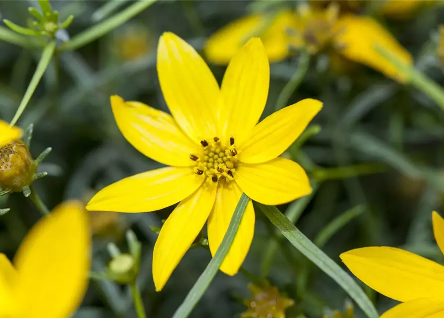 Coreopsis verticillata 'Zagreb'