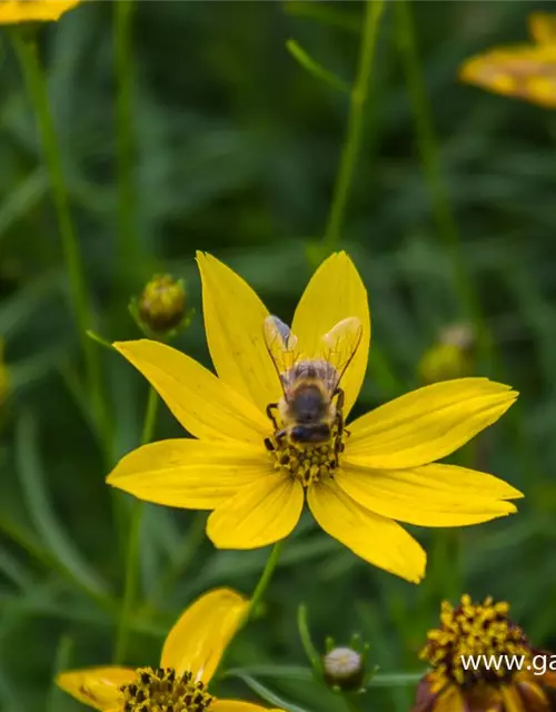 Coreopsis verticillata 'Zagreb'