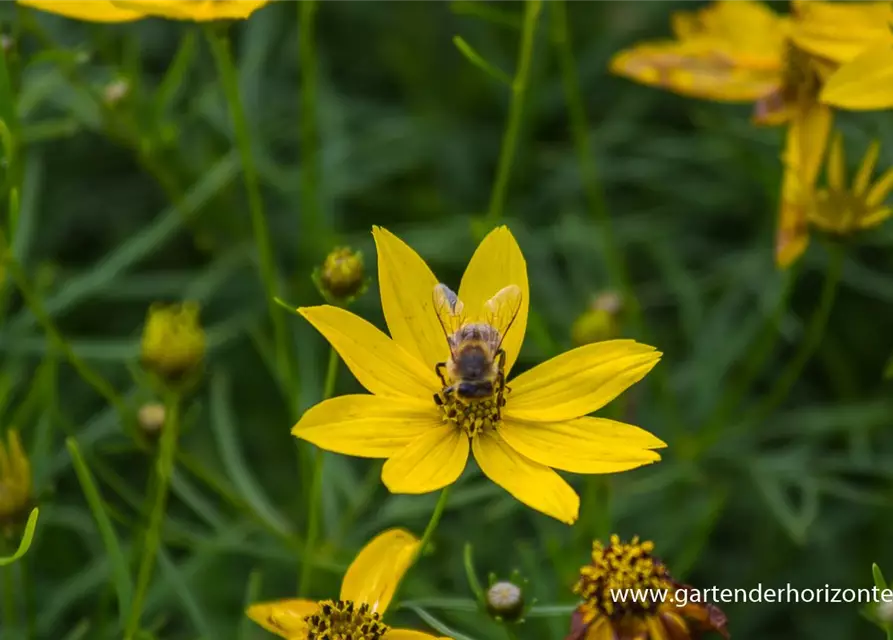 Coreopsis verticillata 'Zagreb'