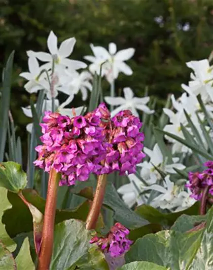 Bergenia cordifolia 'Rotblum'