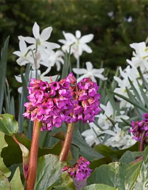 Bergenia cordifolia 'Rotblum'