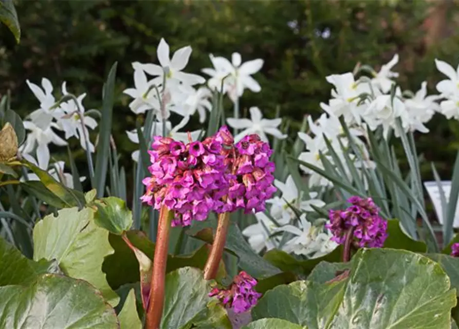 Bergenia cordifolia 'Rotblum'