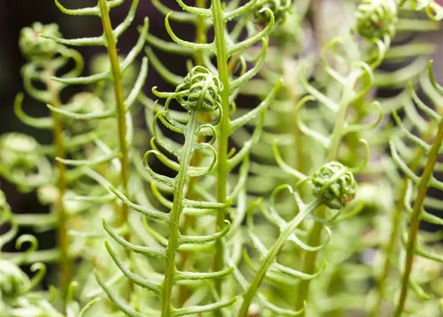 Blechnum spicant