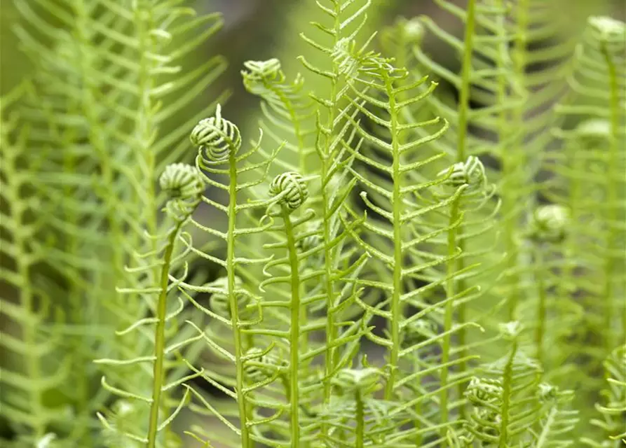 Blechnum spicant