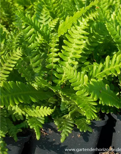 Blechnum spicant