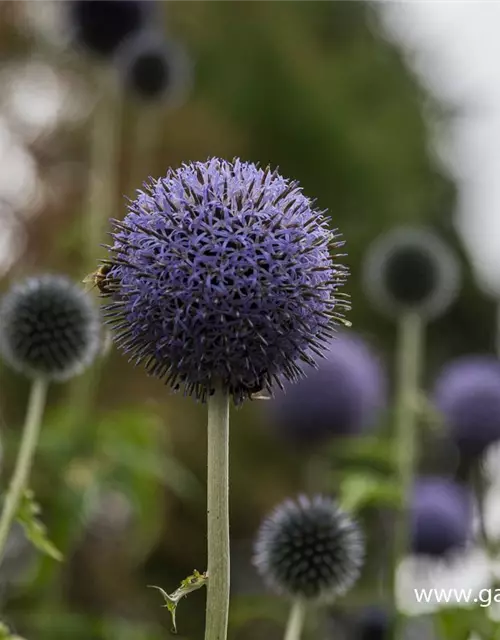 Banater Kugeldistel