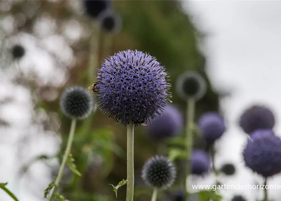 Banater Kugeldistel