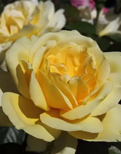 Edelrose 'Winter Sun'®