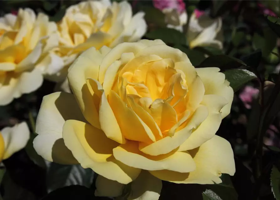 Edelrose 'Winter Sun'®