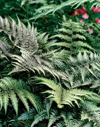 Athyrium niponicum 'Metallicum'