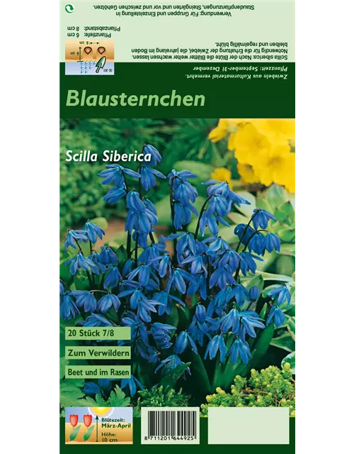 Sibirischer Blaustern