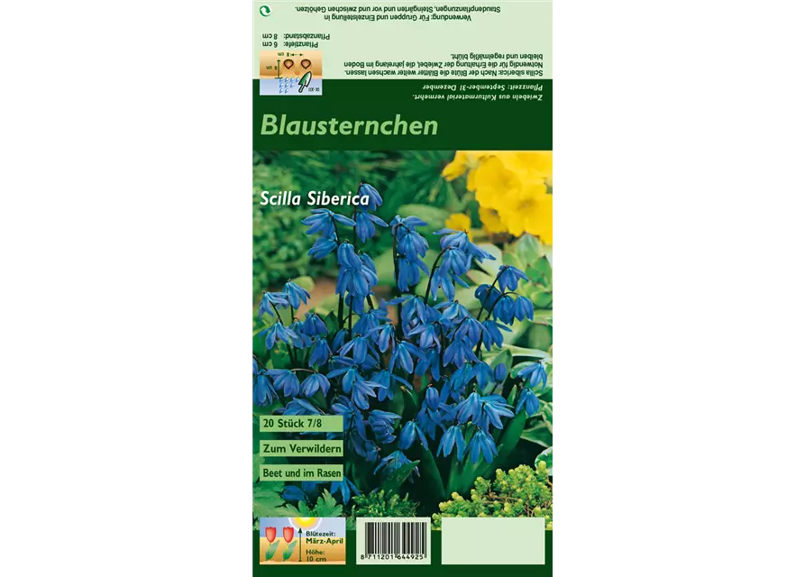 Sibirischer Blaustern