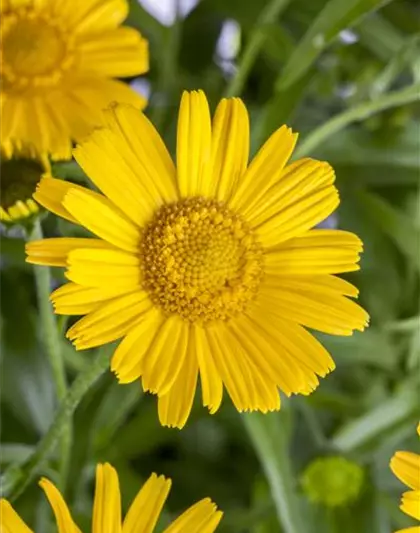 Buphthalmum salicifolium