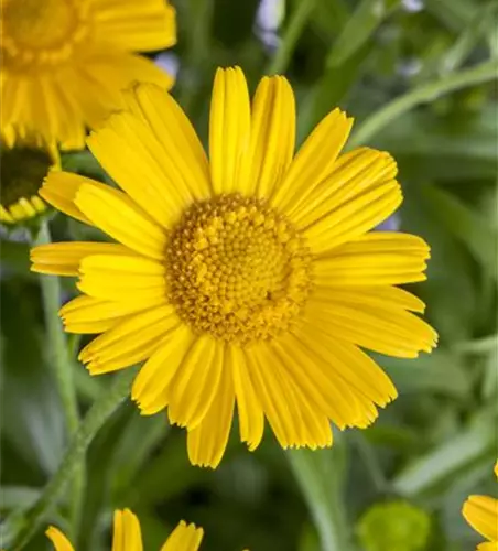 Buphthalmum salicifolium