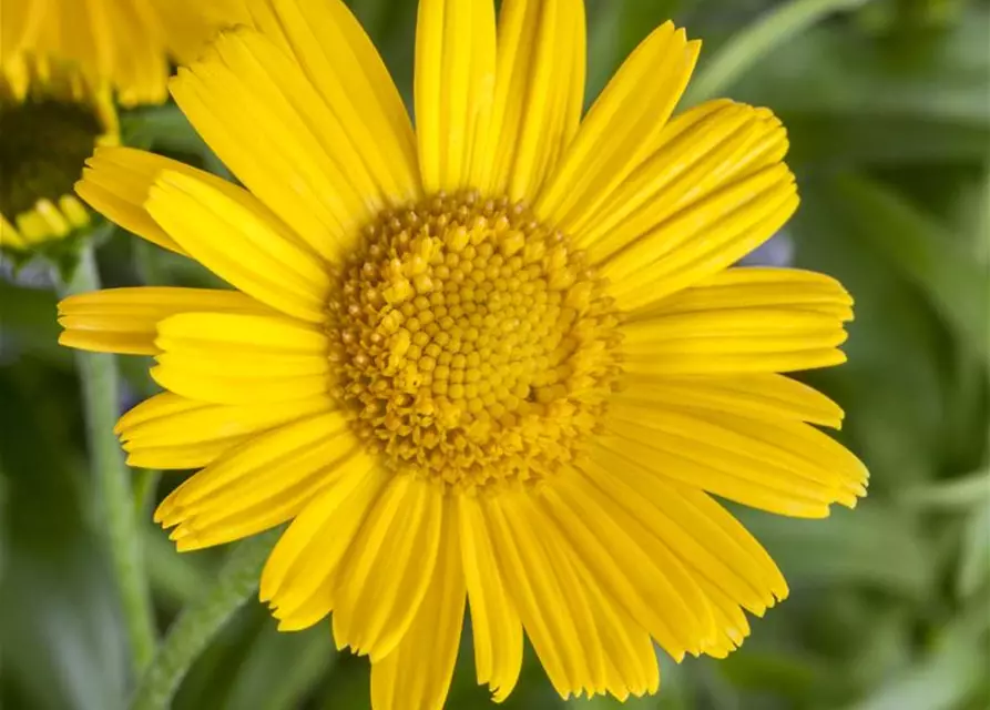 Buphthalmum salicifolium