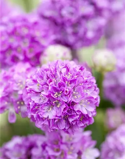 Breitblättrige Garten-Grasnelke 'Ballerina Lilac'