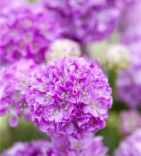 Breitblättrige Garten-Grasnelke 'Ballerina Lilac'