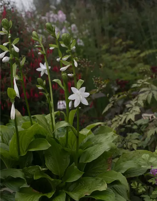 Duftende Garten-Lilien-Funkie 'Royal Standard'