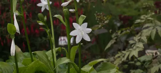 Duftende Garten-Lilien-Funkie 'Royal Standard'