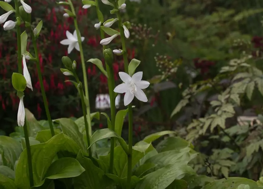 Duftende Garten-Lilien-Funkie 'Royal Standard'