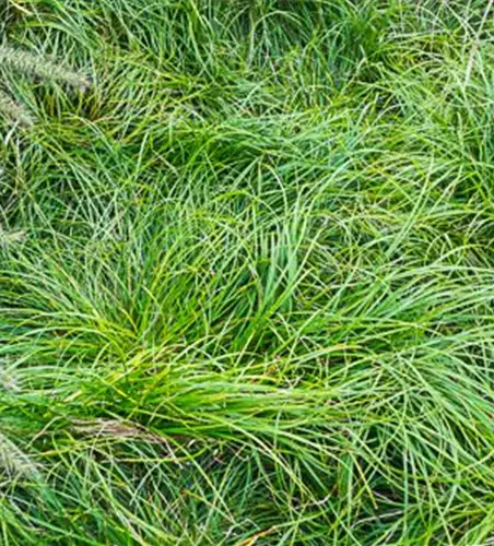 Carex umbrosa