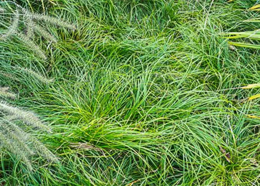 Carex umbrosa