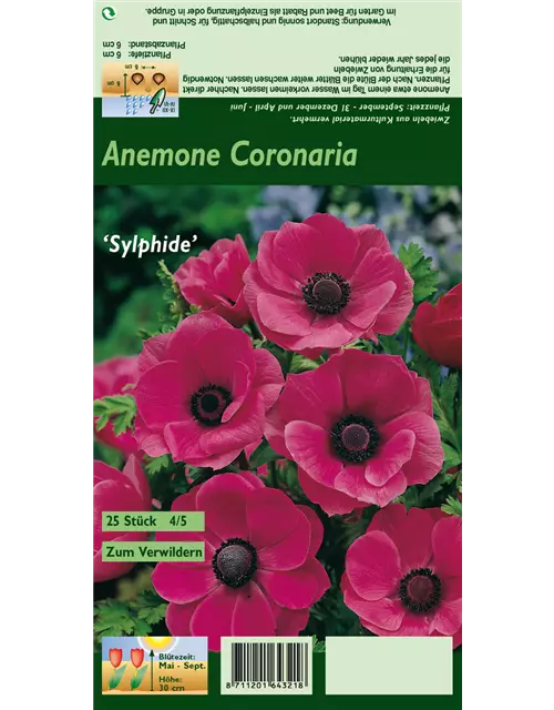 Kronen-Anemone 'Sylphide'