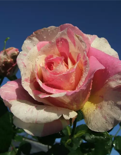 Edelrose 'Claude Monet'®