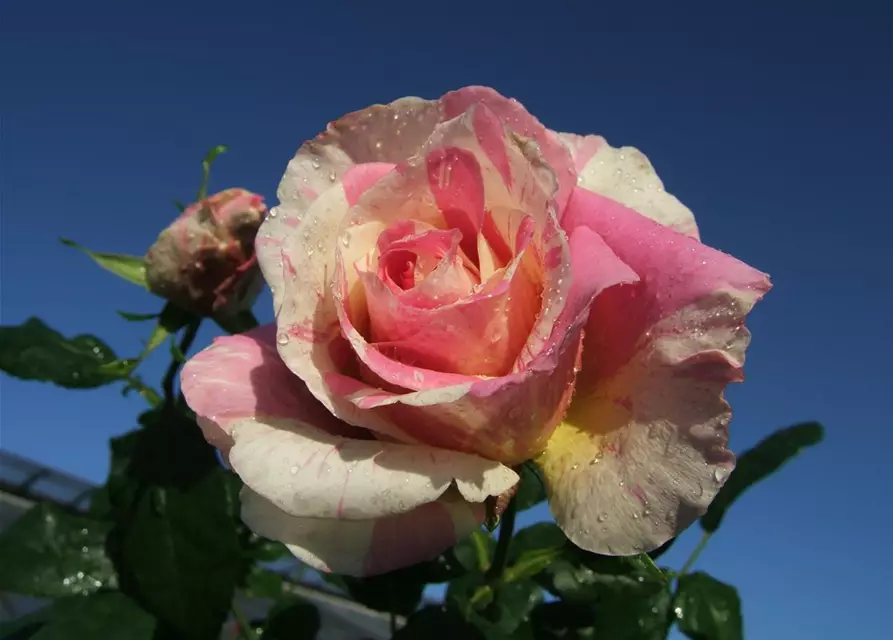 Edelrose 'Claude Monet'®