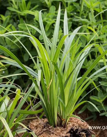 Carex pilosa 'Kopenhagen Select'