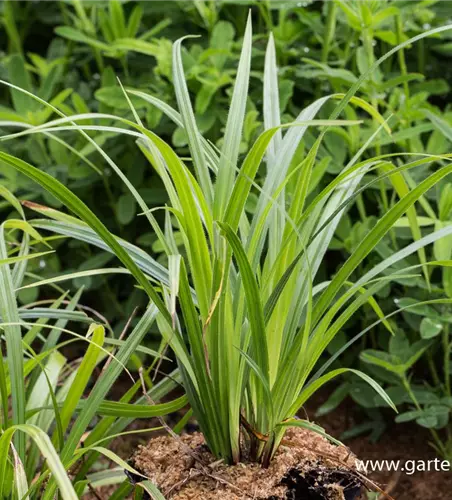 Carex pilosa 'Kopenhagen Select'