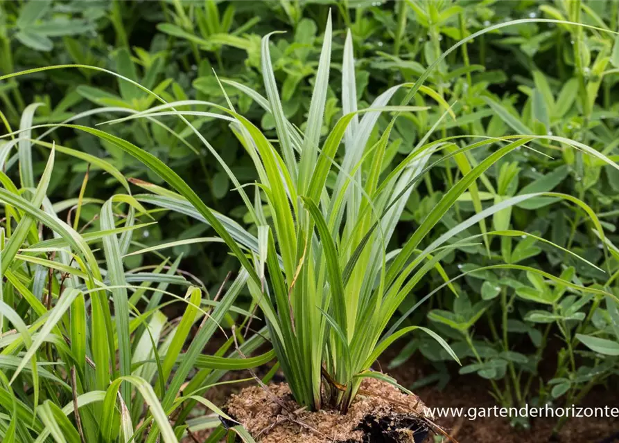 Carex pilosa 'Kopenhagen Select'