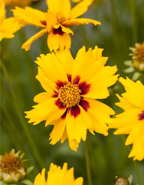 Coreopsis lanceolata 'Sterntaler'