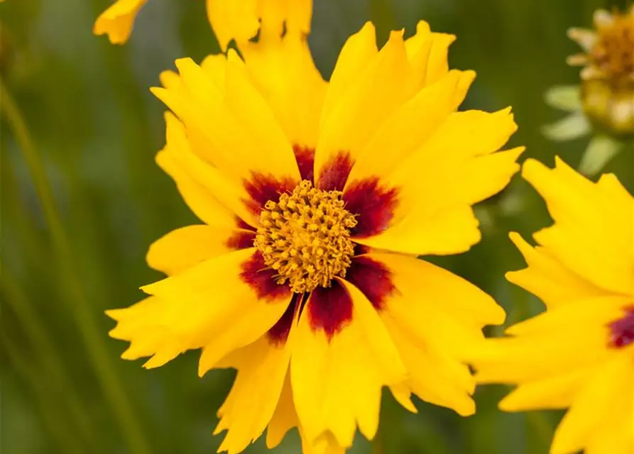 Coreopsis lanceolata 'Sterntaler'